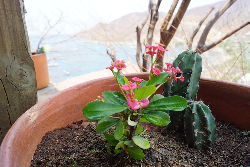 Hotel Cactus Таганга Экстерьер фото